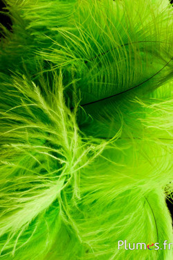 Autruche - 30-40 cm - lime